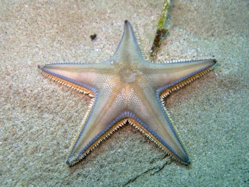 Astropecten jonstoni (Delle Chiaje, 1827)